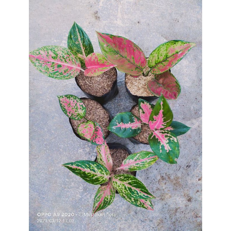 aglaonema paket
