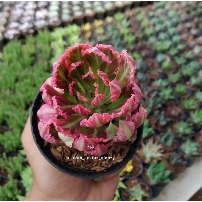 Sukulen Euphorbia Monadenium Merah