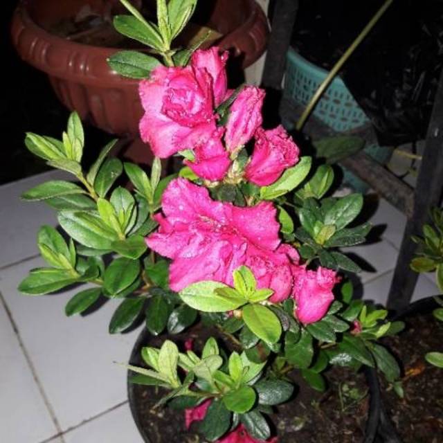 Hasil gambar untuk Azalea