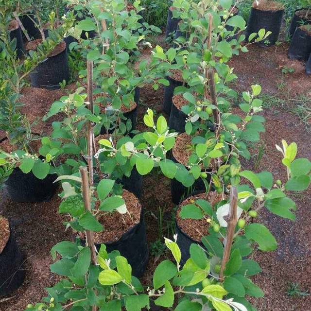 Bibit buah Bidara India / apel futsa berbuah