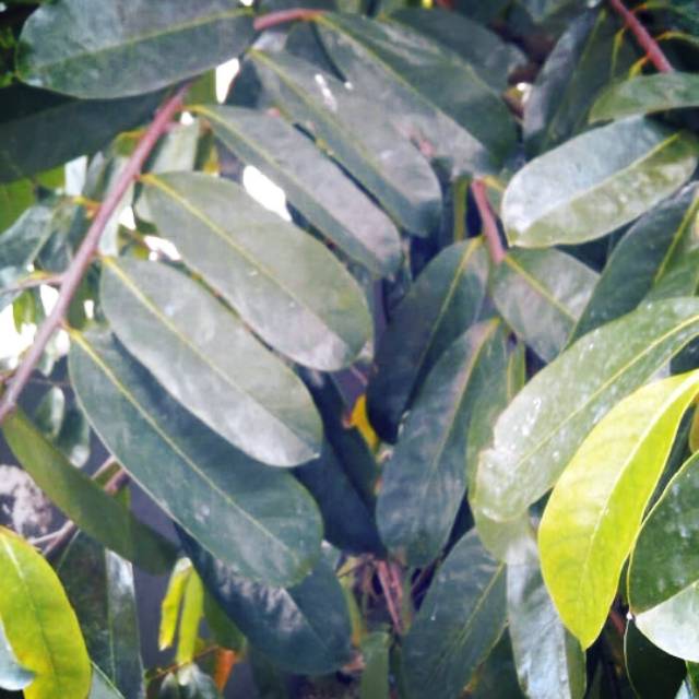 

1Kg Daun Sirsak- Daun Herbal