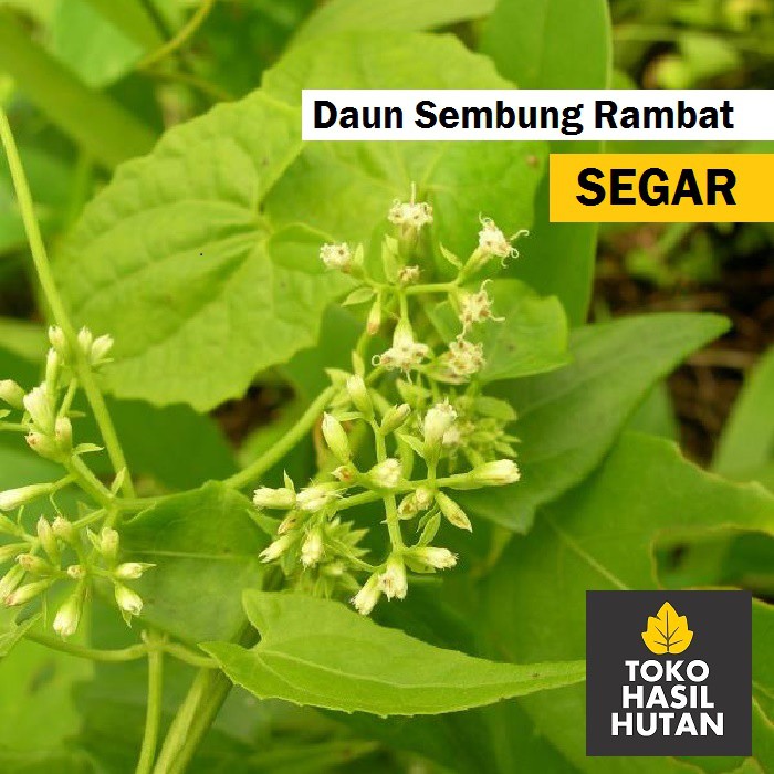 

Tanaman Sembung Rambat Segar 200 gram | Toko Hasil Huta