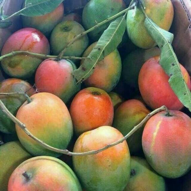 BIBIT MANGGA GEDONG GINCU BUAH MANGGA GEDONG GINCU