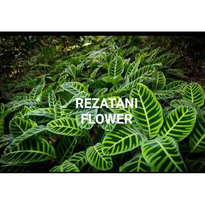 tanaman hias calathea zebrina/calathea zebrina/zebrina/calathea