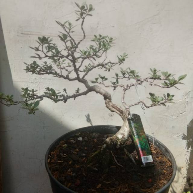 Bonsai Santigi Karang