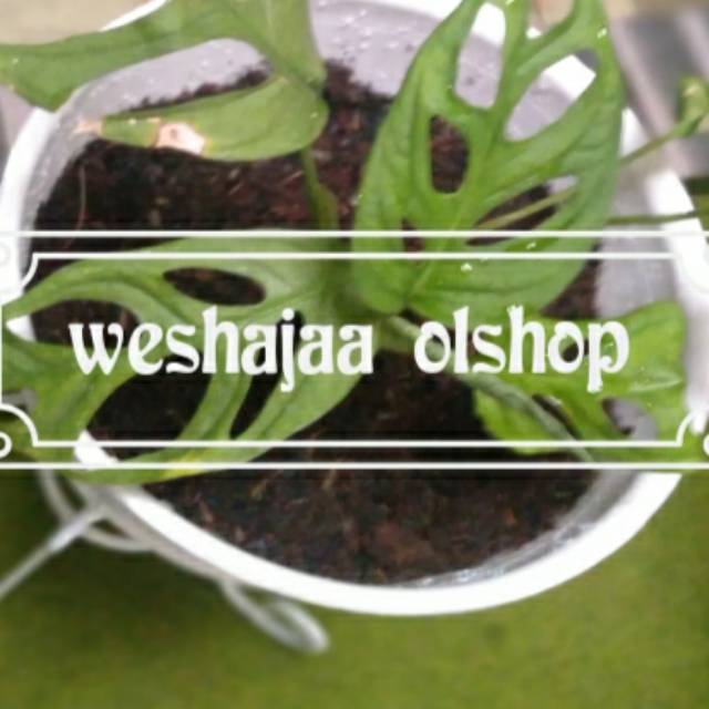 weshajaa