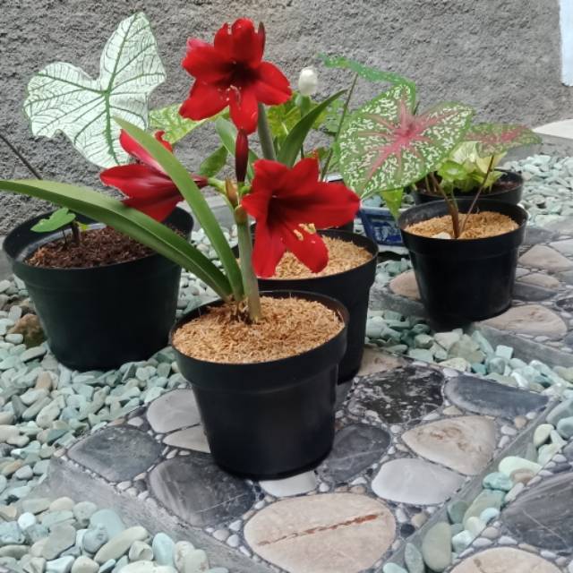 alexandrinadumatubun