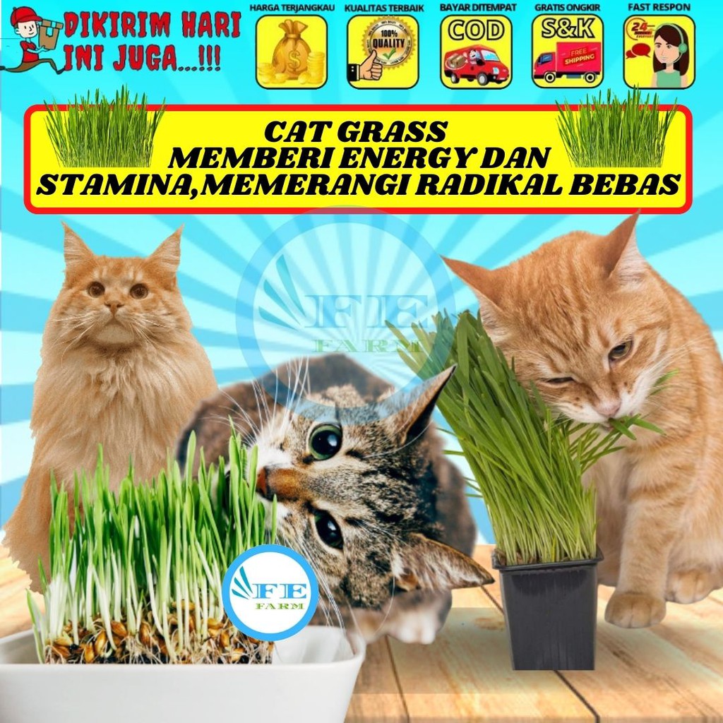 Cat Grass CATGRAS Biji Benih Bibit 500 SED FEFARM