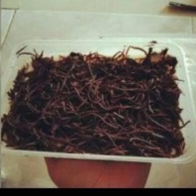 

Brownis lumer full coklat