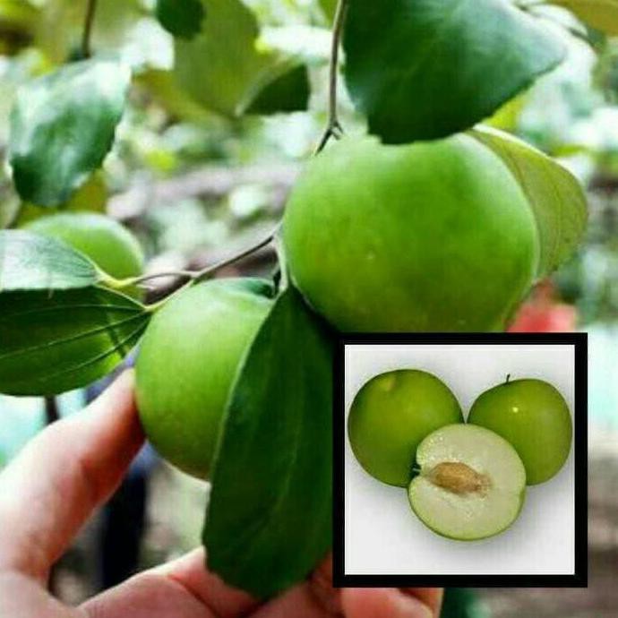 Bibit Tanaman Buah Apel Putsa/Apel India 40cm kondisi berbunga