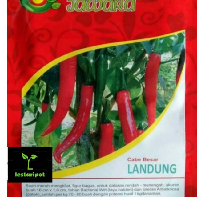 Benih Cabe Besar Landung Jawara