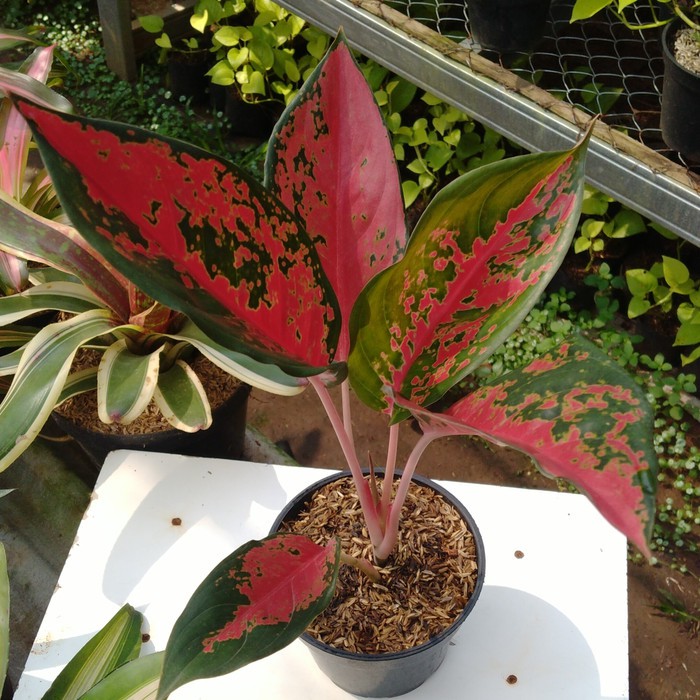 Tanaman Aglonema Kochin Cameleon