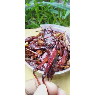 WALANG / BELALANG GORENG PAK GARENG GUNUNG KIDUL - EXTREMEFOOD