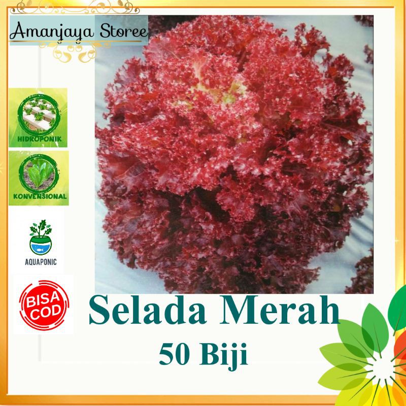 {50 biji}Benih SELADA MERAH keriting bibit sayuran