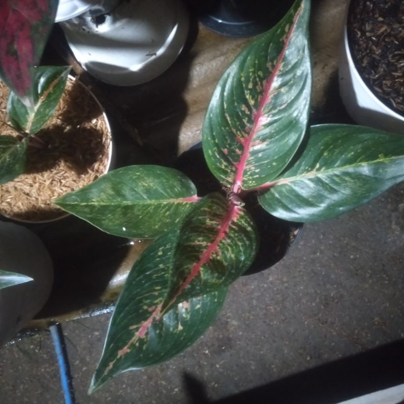 aglaonema hot lady