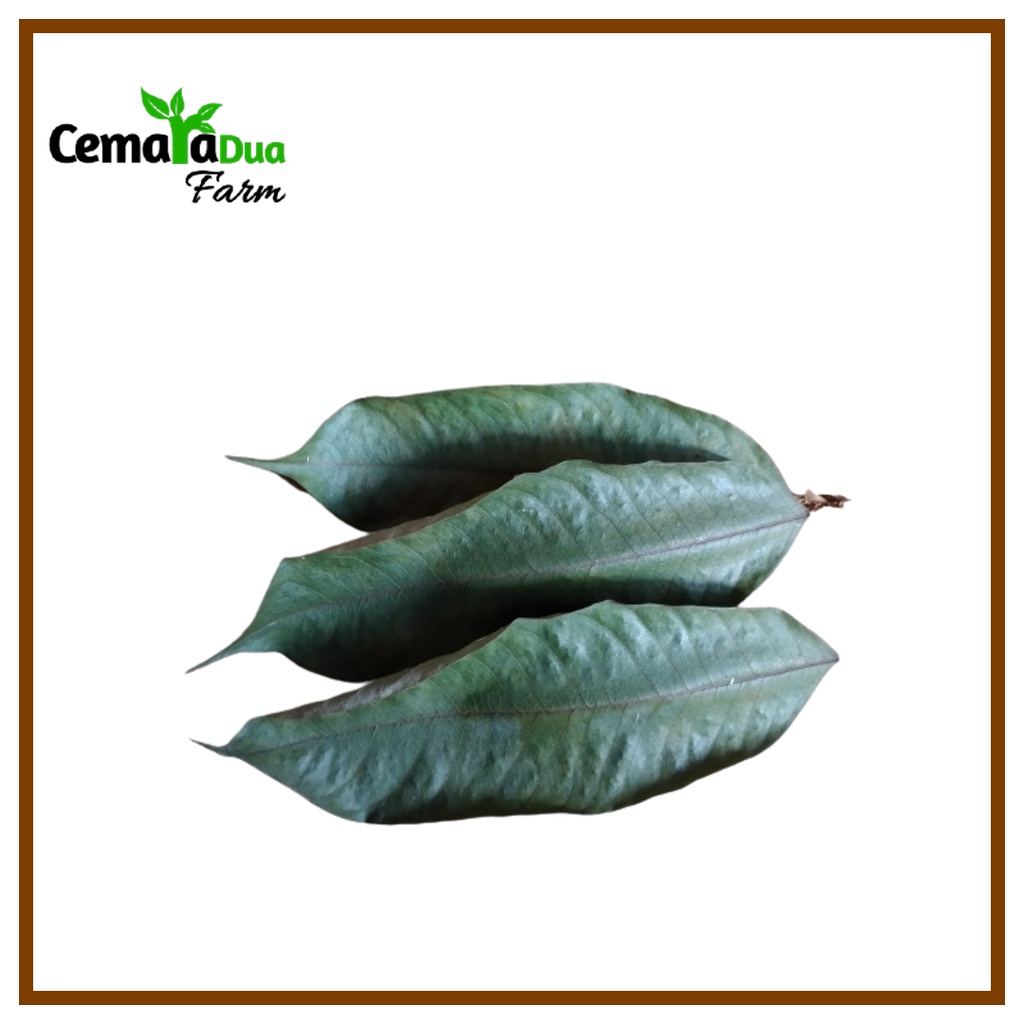 

Daun Durian Kering Untuk Mengobati Berbagai Penyakit dan Bahan Kerajinan