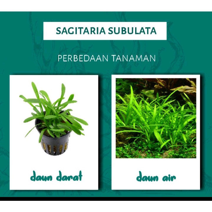 Sagitaria Subulata Dwarf (isi 3 batang) ( Tanaman Aquascape )tumbuhan air aquarium