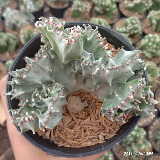 Euphorbia lactea