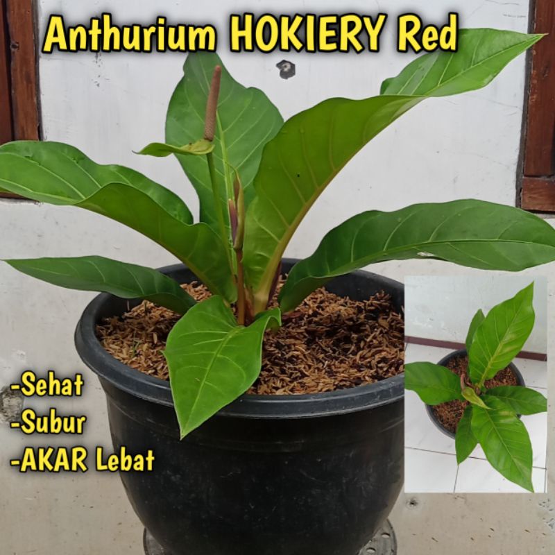 TANAMAN HIAS ANTHURIUM ANTURIUM ANTUREUM HOOKERI HOOKERY HOKERI HOKERY HUKERI HUKERY RED MERAH SEHAT