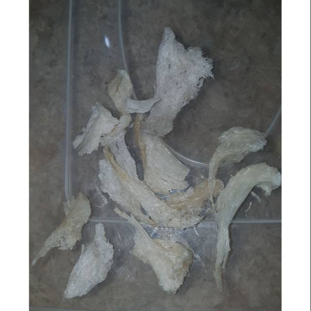 

Sarang Walet / Birdnest Kaki an