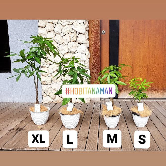 Tanaman Pachira Uk L /Pohon Uang