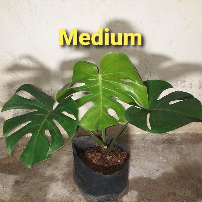 Monstera King Deliciosa Remaja Kode 200