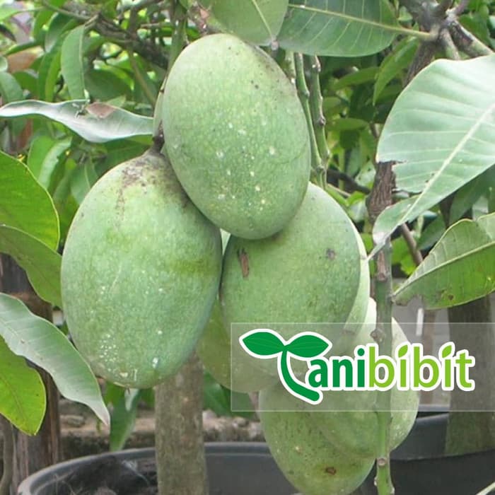 Pohon Mangga Indramayu Okulasi Ori - Mangga Indramayu