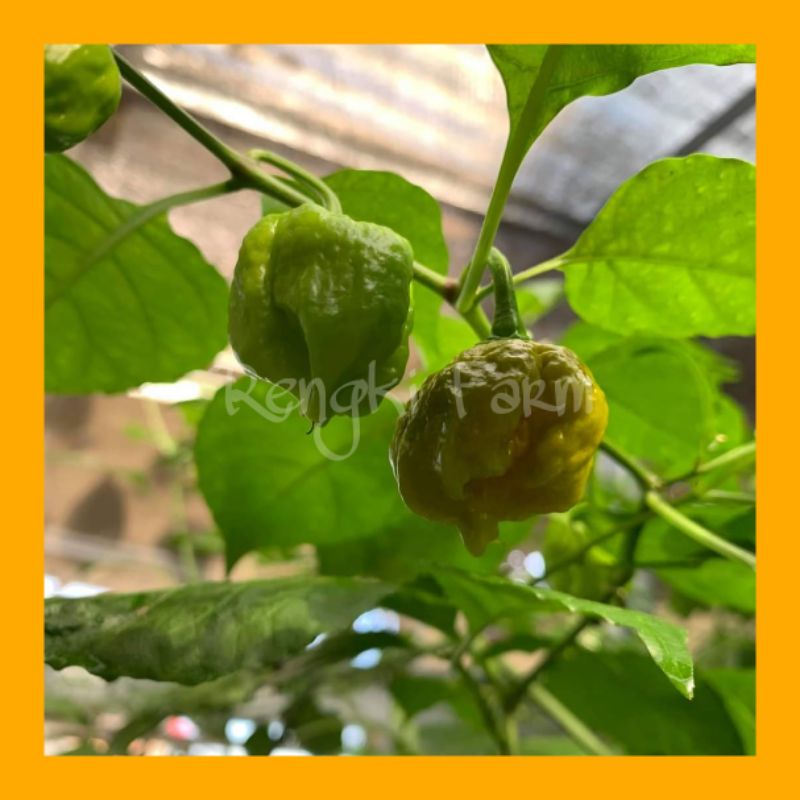 Biji Benih Cabai CAROLINA REAPER MUSTRAD