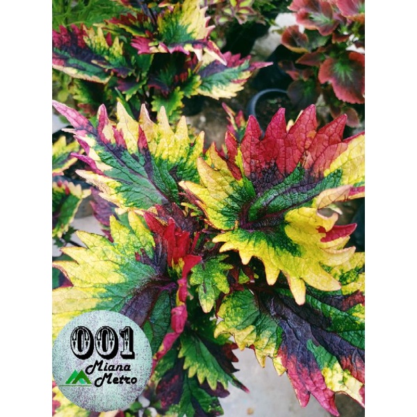 Miana Premium Id Tri color Rainbow