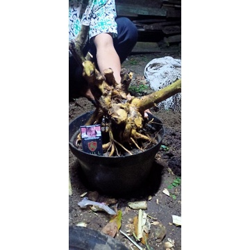 BAHAN DONGKELAN BONSAI LANTANA