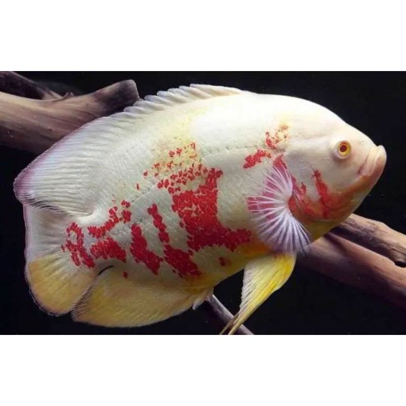 Oscar Albino Tiger 8-9-10cm, Temurah