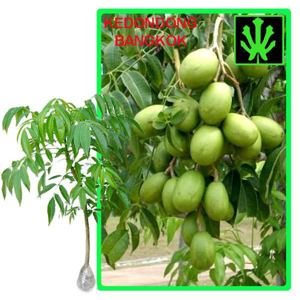 Tanaman Buah Kedondong Bangkok