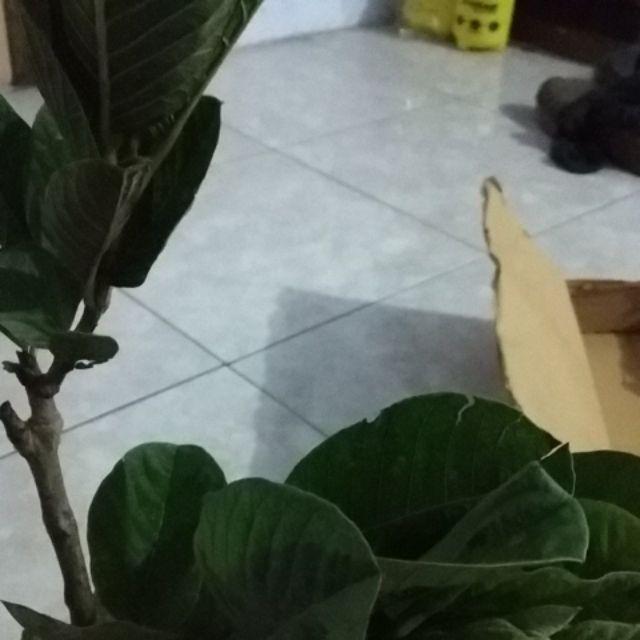 Bibit Jambu Kristal Merah