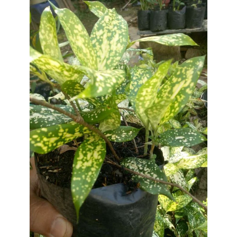 tanaman florida