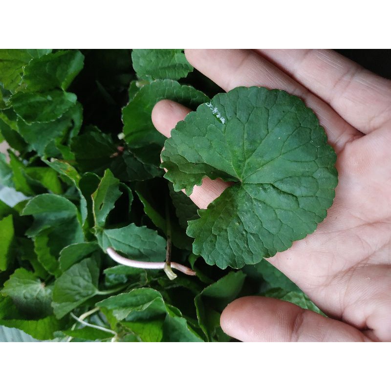 

PAKET DAUN PEGAGAN ISI 100 LEMBAR MURAH / DAUN PEGAGAN ORGANIK / DAUN ANTANAN