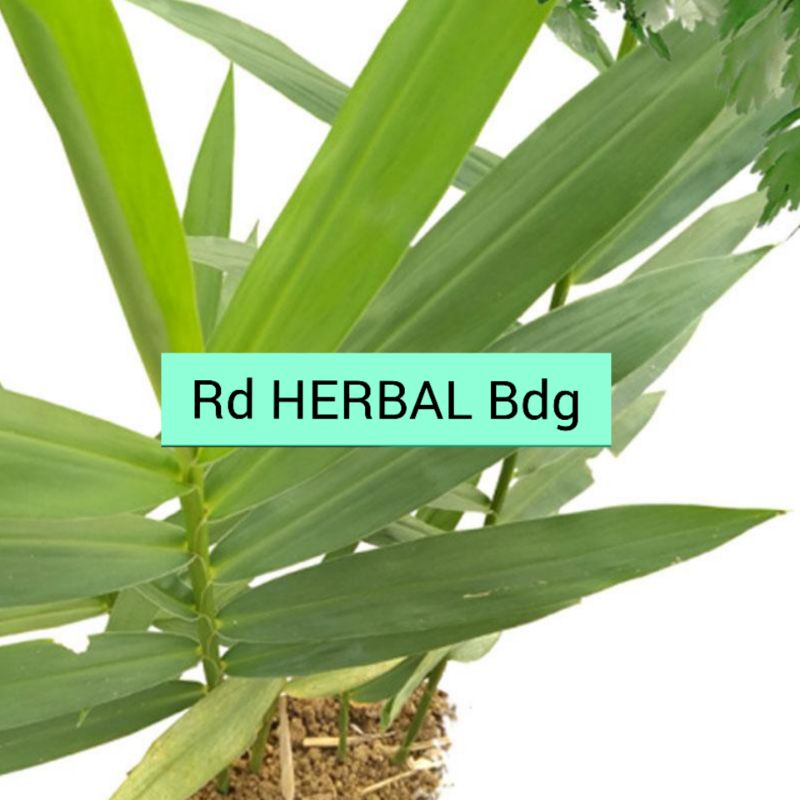 

Daun jahe segar petik langsung 200 gram