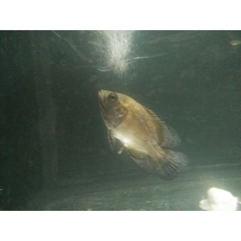 OSCAR PARIS TEMBAGA 7cm