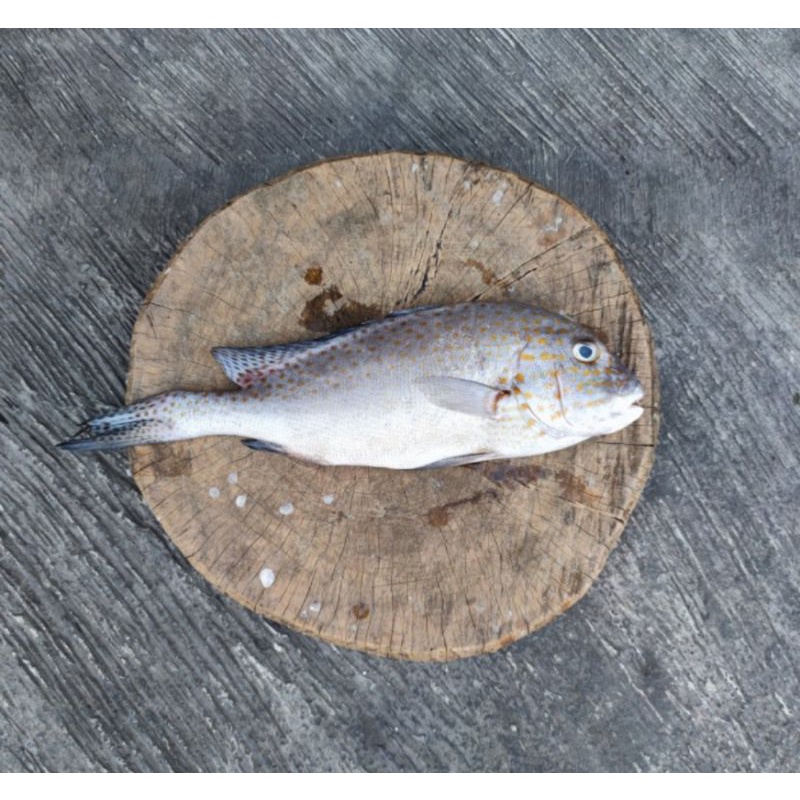 

Ikan Kaci Kaci Fresh 1kg