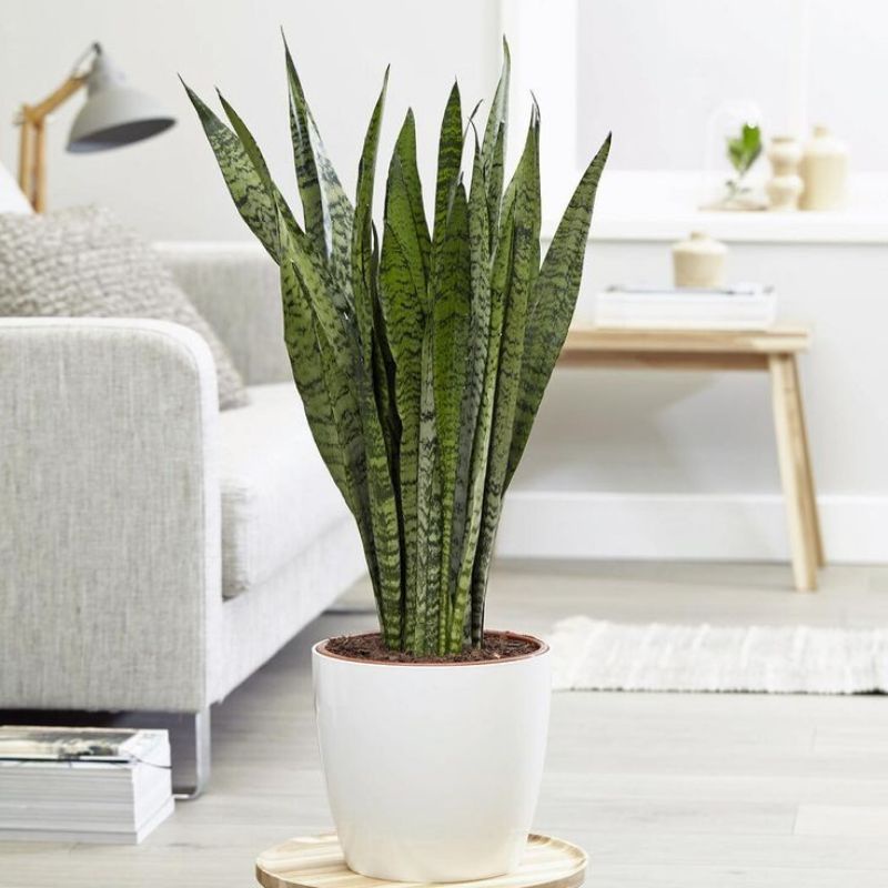 Tanaman Hias Sansivieria - Sansivera Superball - Sansivera Hijau - Tanaman Indoor Pembersih Udara