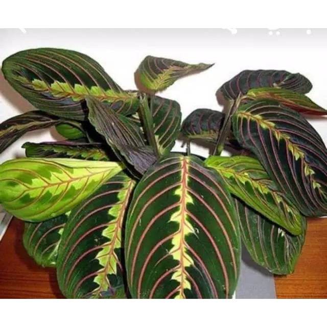 Tanaman hias pohon Calatea striped pink-calathea leuceunera