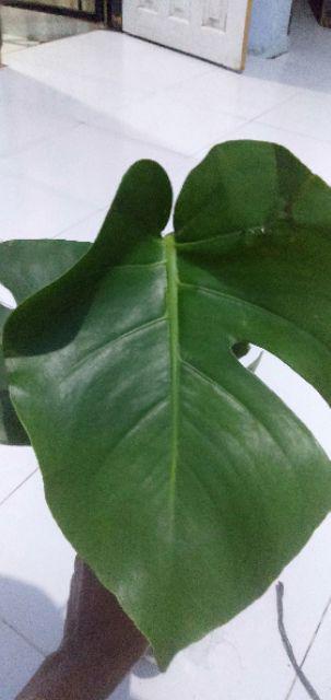 Pohon Mostera | Tanaman Hias Mostera