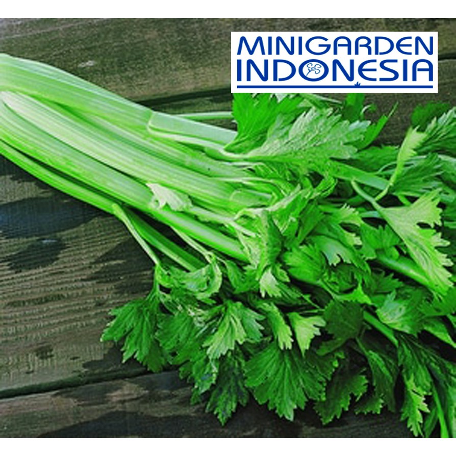 150 benih Seledri tall utah F1 bibit tanaman sayur sayuran hidroponik MGI MINIGARDEN INDONESIA