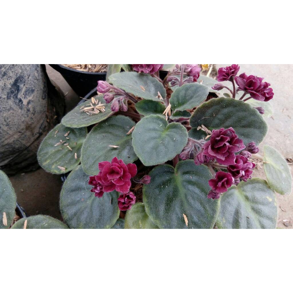 tanaman gantung red african violet / violces