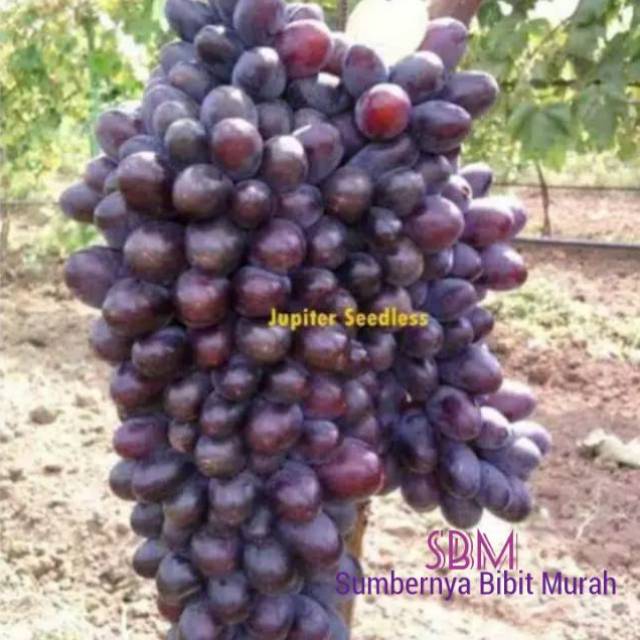 Bibit Anggur Jupiter Grafting - Anggur Impor Paling Genjah-1