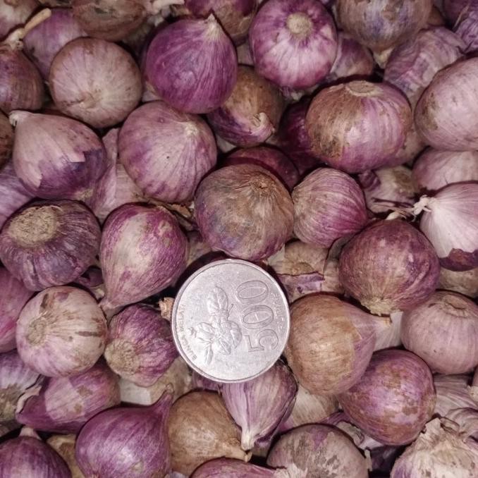 

Bawang putih tunggal lanang 1 kg sekilo kualitas terbaik (Ready~stok)