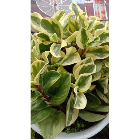 peperomia varigata