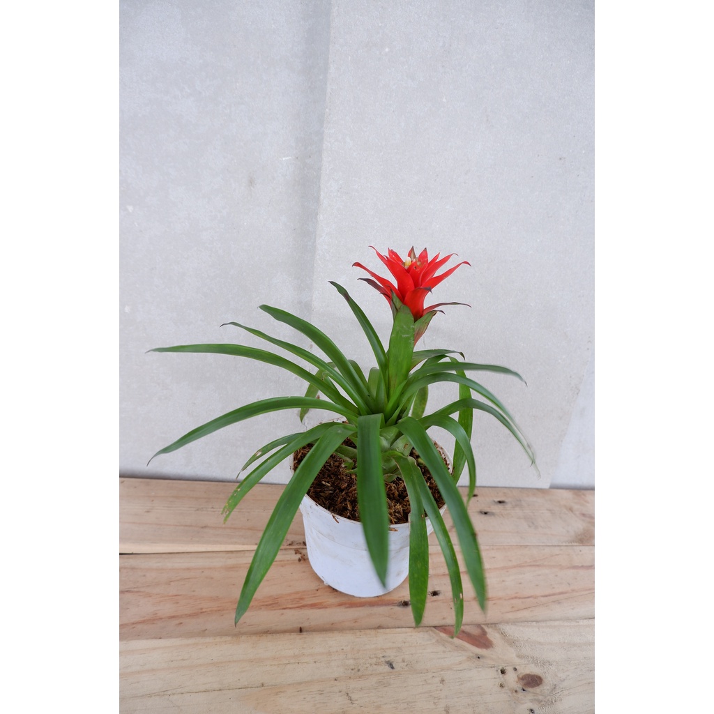 Bromelia Guzmania - Tanaman Bunga