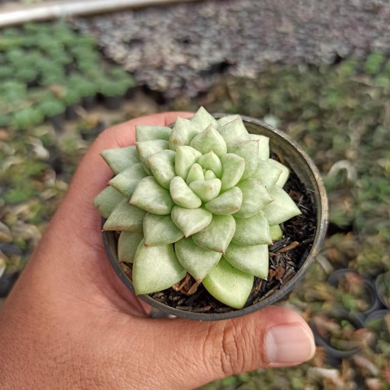 

echevaria van kappel