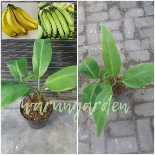 

PISANG CAVENDISH