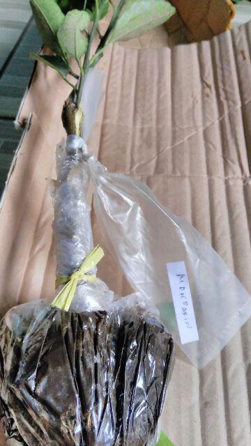 Bibit Jeruk Mandarin 400 Gram / Bibit